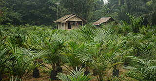 Palm oil farmers living in houses at the heart of their plantation